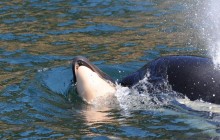 Косатка две недели не давала утонуть своему мертвому детенышу