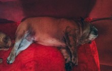 В Киеве пес бойцовской породы убил бульдога, нетрезвая хозяйка не вмешивалась