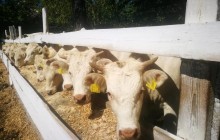 UkrLandFarming нарощує поголів'я ВРХ