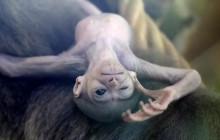 В Пражском зоопарке показали очаровательного детеныша серебристого гиббона (фото)