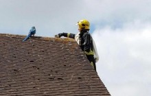 У Лондоні папуга-поліглот обматюкав пожежників, які приїхали його рятувати