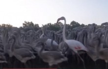 В сети показали одну из крупнейших в Европе колоний фламинго в разгар брачного сезона (видео)