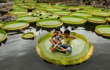 У Тайбеї проходить щорічний захід, присвячений ліліям (фоторепортаж)