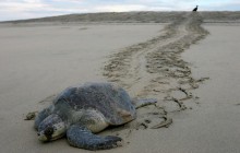 У Мексиці розслідують причину загибелі понад сотні рідкісних морських черепах