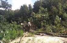 Біля Інституту Амосова в Києві забудовник під прикриттям "тітушок" вирубав десятки дерев - депутат Київради