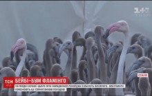 Рожевий бейбі-бум: на півдні Іспанії народилася рекордна кількість фламінго (відео)