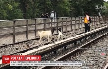 Рогата перепона: у Нью-Йорку дві кози паралізували рух метро (відео)