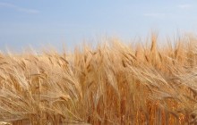 В Ukrlandfarming Бахматюка похвалилися хорошим урожаєм зернових