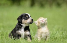 У Британії заборонили продавати кошенят і цуценят молодше восьми тижнів