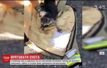 Во Флориде спасли голодного енота, который сунул голову в железную банку (видео)