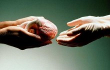 Православная церковь не видит ничего плохого в трансплантации органов от умерших людей к живым