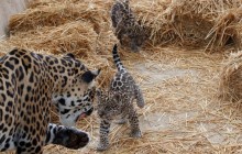 Милі дитинчата ягуара вперше вийшли на публіку в паризькому зоопарку (фото)