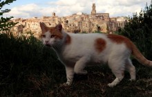 У Росії вперше підтвердили коронавірус у домашньої кішки