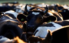 Milk output profitability in Ukraine grows by almost 20% in Sept – expert