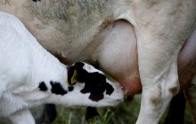 В Украине выросла прибыльность производства молока