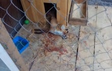 У Кременчуці жорстоко вбили лиса в комунальному парку (відео)