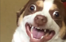 Необычная реакция пса на объятия сделала его звездой сети (видео)