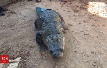 У США для пораненого алігатора надрукували хвіст на 3D принтері (відео)