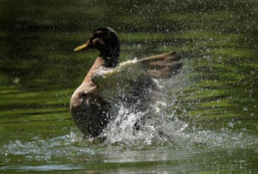 Готуйте панамки: сьогодні Україну охопить 30-градусна спека (карта)