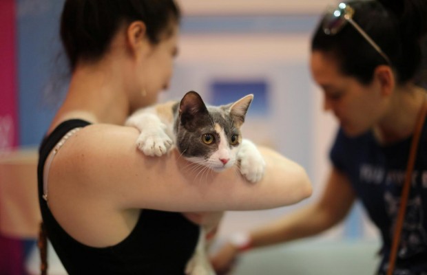 Любити котів - це нормально: в Каліфорнії пройшов CatCon (фоторепортаж)