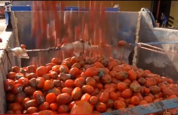 В Испании готовятся к томатному "месиву": для веселых боев подготовили 145 тонн помидоров (видео)