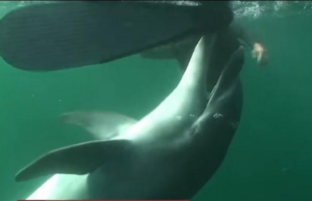 Во Франции закрыли пляж из-за похотливого дельфина, который начал приставать к людям (видео)