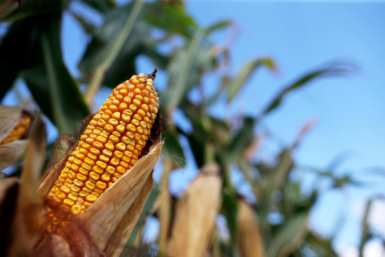 USDA increases forecast for corn production in Ukraine UNIAN