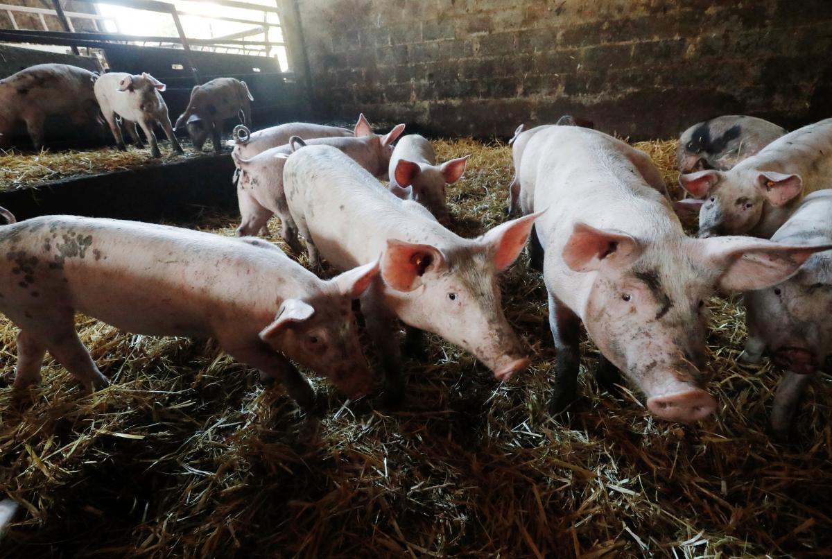 Вчені за допомогою ШІ розшифрували мову свиней / фото Reuters