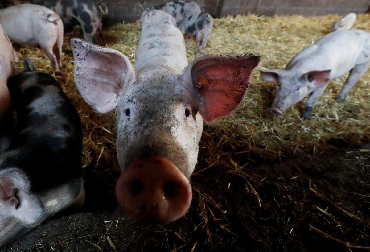 Через бойові дії та за рахунок окупованих територій поголів’я свиней за 9 місяців скоротилось приблизно на 10% в Україні / REUTERS