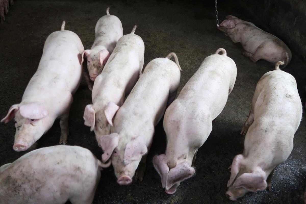 Близько 25 відсотків господарств, які займалися вирощуванням свиней, зруйновано / фото REUTERS