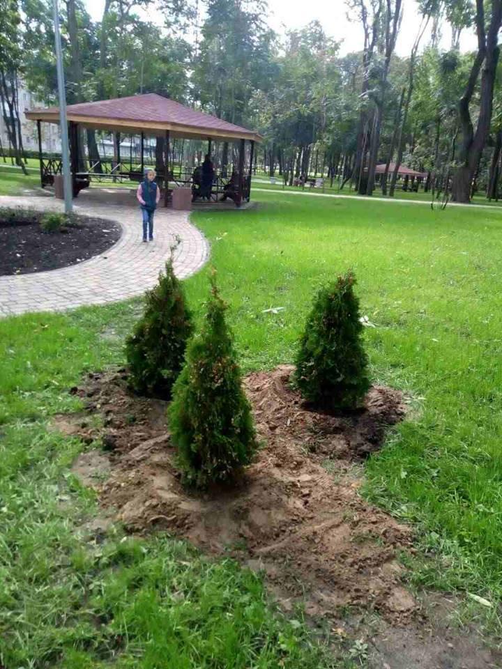 В Киеве неизвестные выкопали новенькие деревья в парке / Facebook - Kpuzn Shevchenko В Киеве неизвестные выкопали новенькие деревья в парке / Facebook - Kpuzn Shevchenko