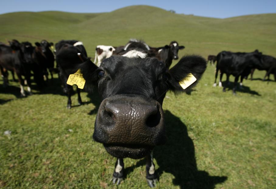 В Украине упало производство мяса и молока / REUTERS
