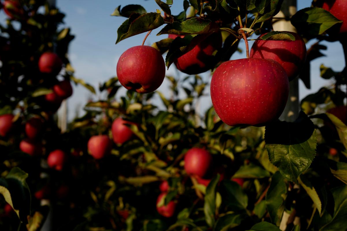Чому яблука ростуть червиві / Ілюстрація REUTERS