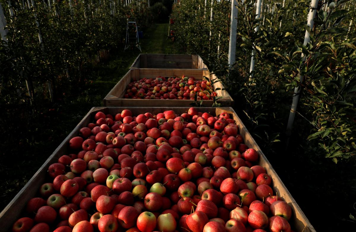 На цей час українські садівники відвантажують яблука по 8-12 грн/кг / фото REUTERS