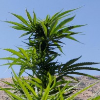 Ukrainian parliament's committee backs legalization of medical cannabis