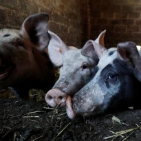Swine fever outbreak reported in Ukraine's Lviv region