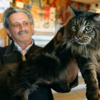 Во Львове на выставке кошек показали 15-килограммового пушистика (фоторепортаж)