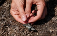 У США випустили у дику природу рідкісних діамантових черепашок (фоторепортаж)