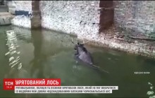 Из водоема на территории ЧАЭС спасли лося (видео)
