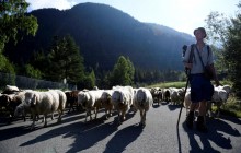 В альпійських містечках відзначають старовинне свято відгону худоби Альмабтріб (фоторепортаж)