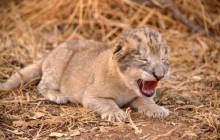В Африці вперше за допомогою штучного запліднення народилися левенята (відео)
