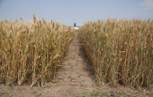 Украина может обеспечить агропродукцией Азию и Ближний Восток - Бахматюк
