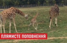 В англійському сафарі-парку народилося дитинча рідкісної жирафи Ротшильда (відео)