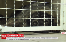 У Дніпрі ветеринари рятують підстрелену вівчарку, яка захищала родину від злочинців (відео)