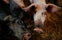 Украина увеличила импорт свинины в четыре раза