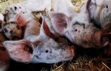 Спалахи чуми свиней зафіксували одразу у двох областях