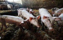 Про що говорять свині: вчені за допомогою ШІ розшифрували мову парнокопитних