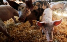 Виробництво сільгосппродукції в Україні подорожчало на 15%