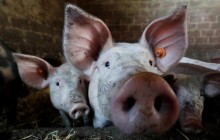 Ukraine sees pork price hikes – experts