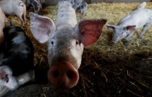 Pork bought by Ukraine abroad in first two months of 2019 estimated at US$7.9 mln